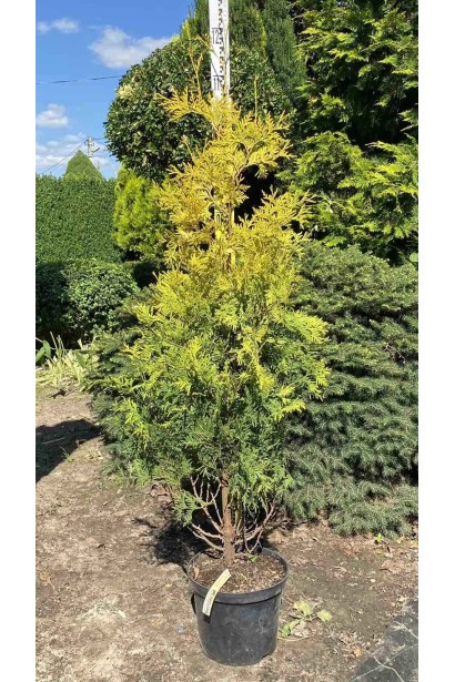 Туя західна Єллоу Ріббон - 5л/вис.100-120см/Ø30-40см